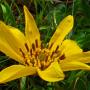 Narrow Leaf Mule Ears (Wyethia angustifolia): A common widespread native which averaged over 3" in diameter.